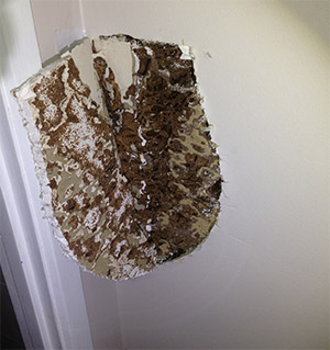 Termite Problem