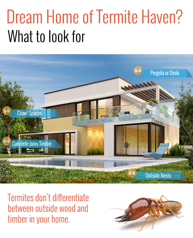 What Termites Look For