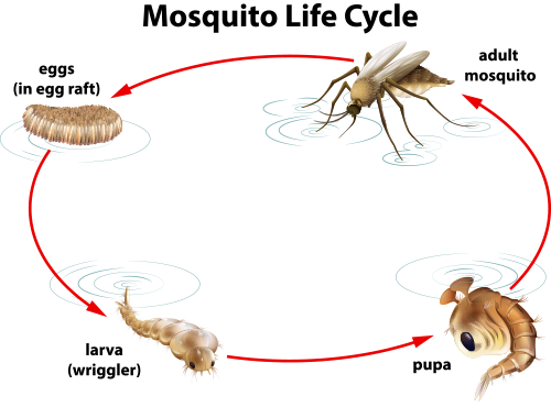 Mosquito Life Cycle