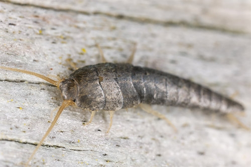 Close up view of a Silverfish